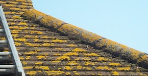 Tonbridge roof before cleaning and moss removal